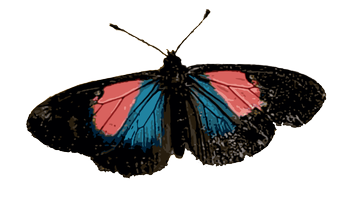 Nymphalidae Heliconiinae Altinote ozomene.